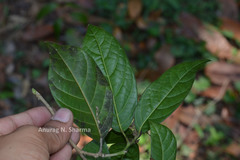 Epiprinus mallotiformis